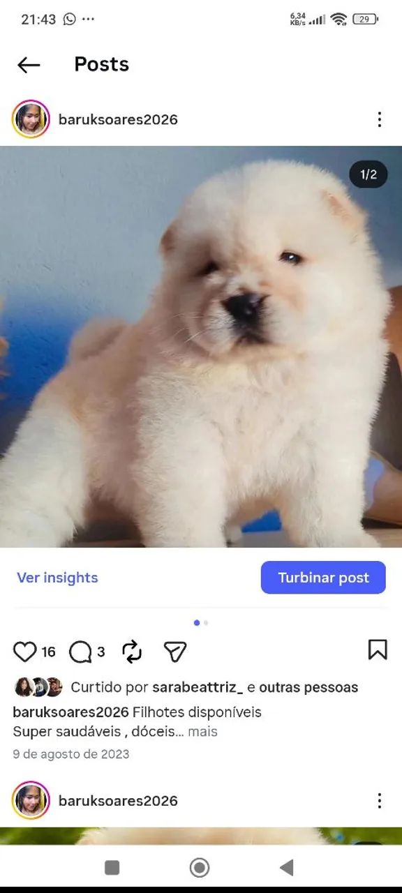 Chow Chow alto padrão  - Foto 2