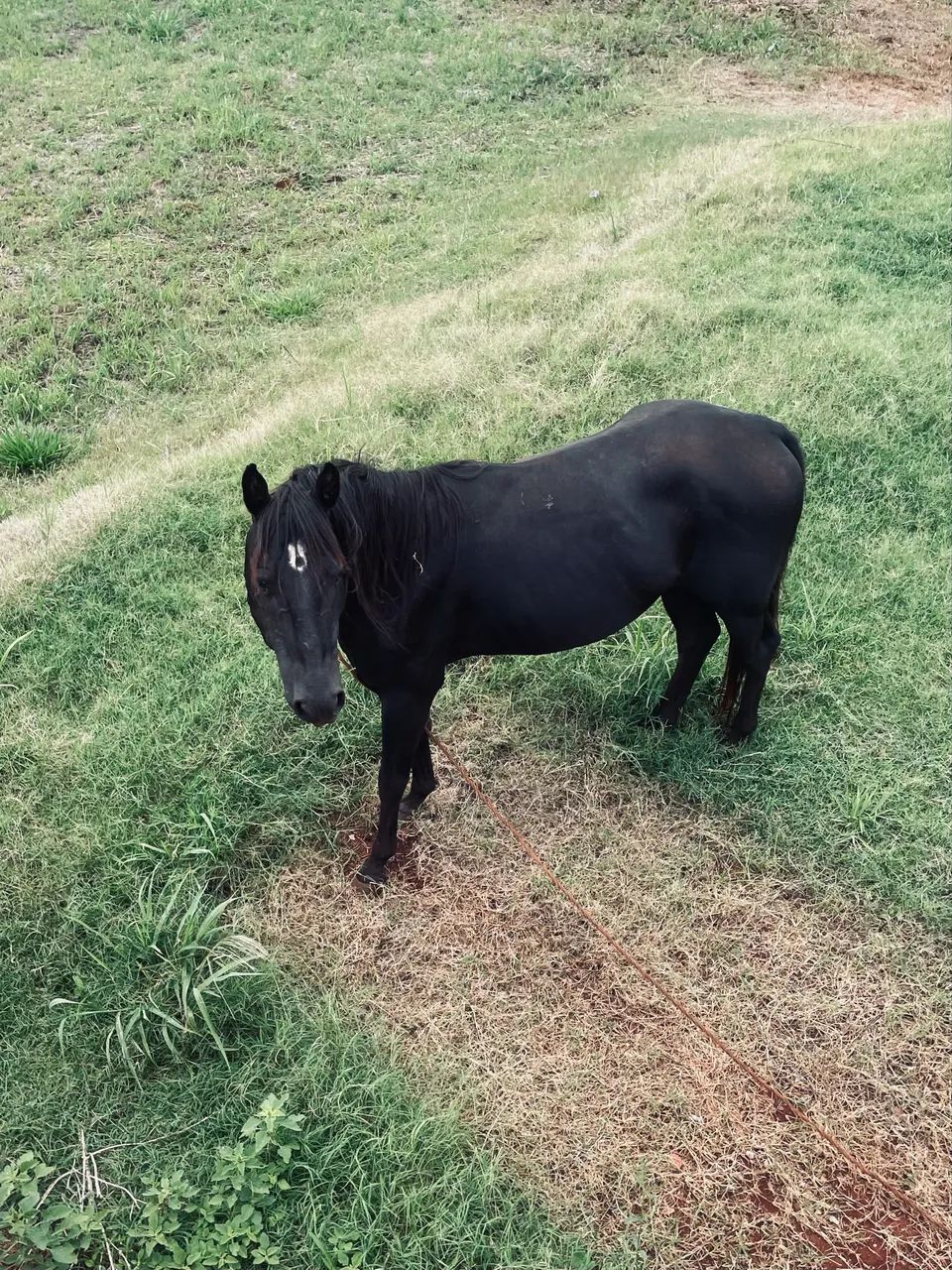 Cavalo 