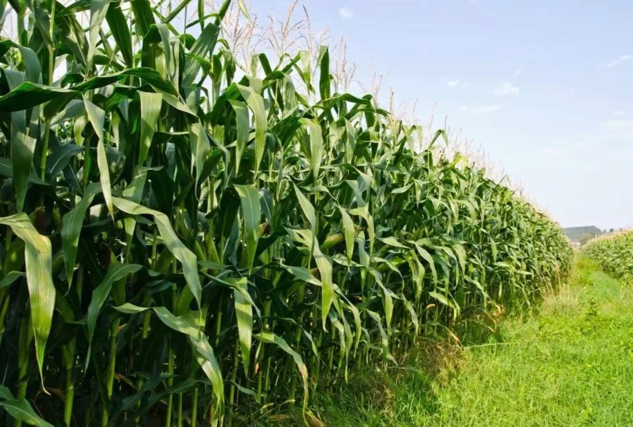 Silagem de milho ensacada  - Foto 3