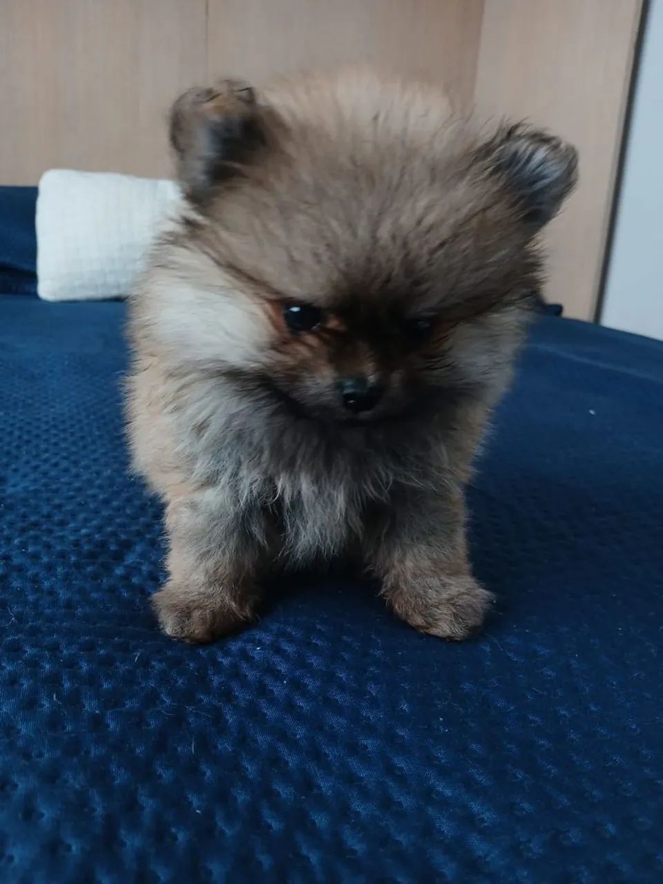 Spitz Alemão - Foto 2