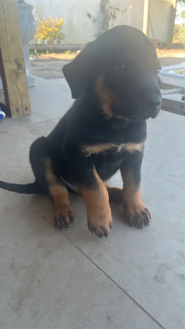 Rottweiler 