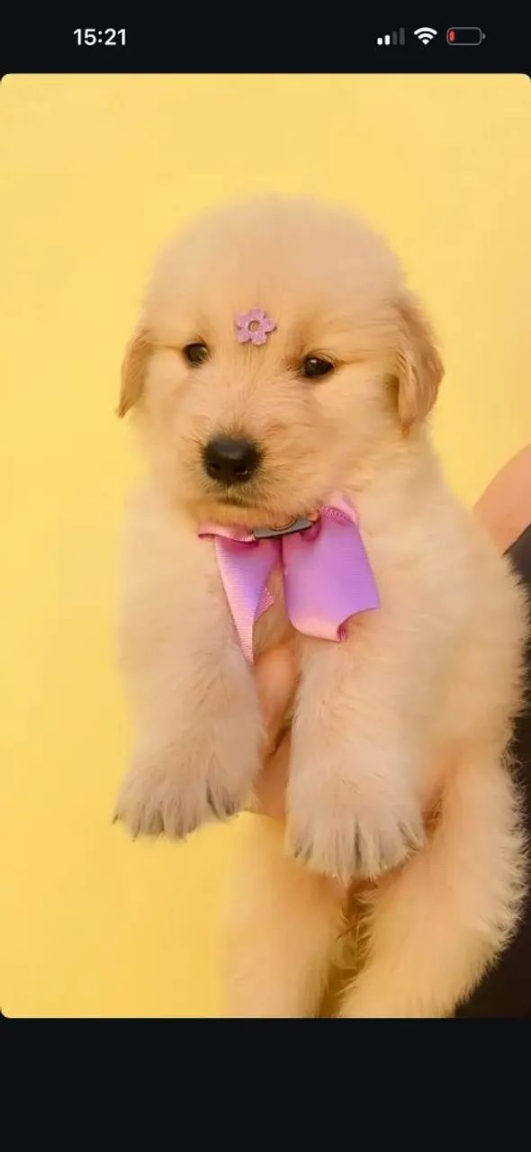 Golden retriever com pedigree  - Foto 5