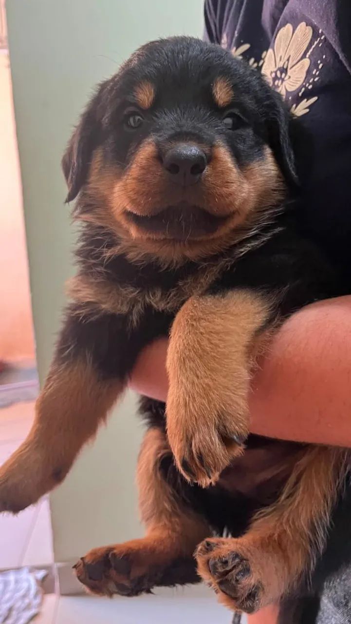 Filhotes de rottweiler 