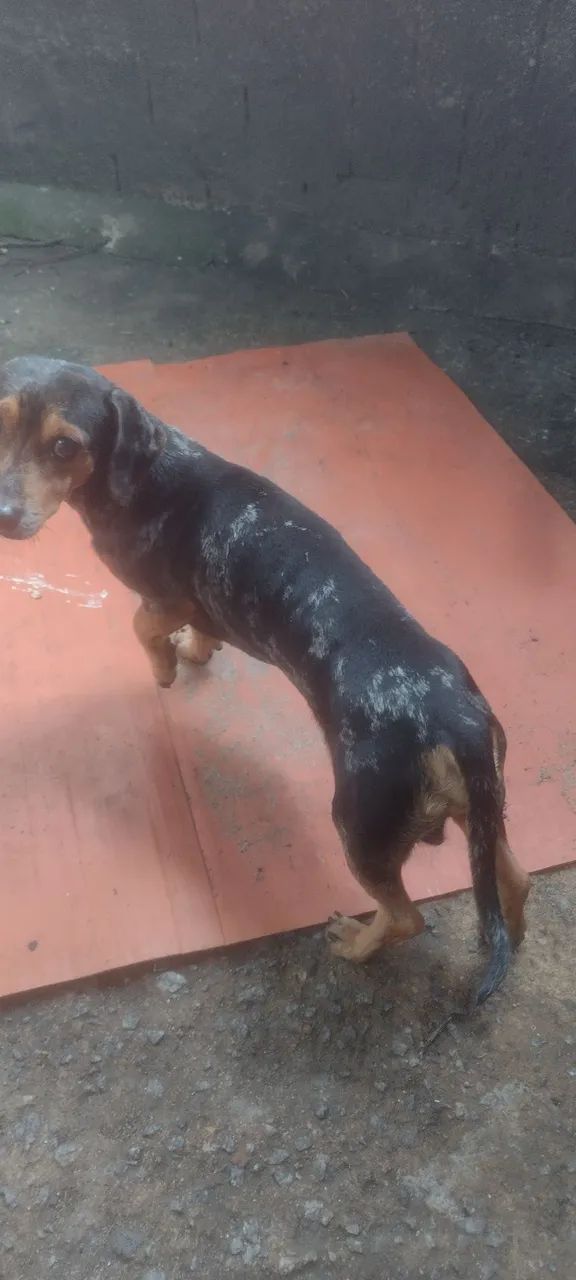 cachorro pra doação  - Foto 4