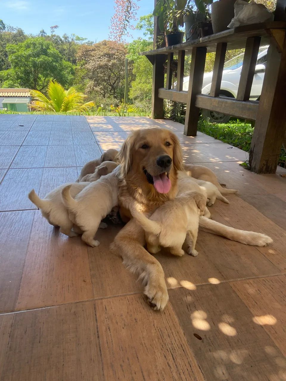 Golden retriever  - Foto 5