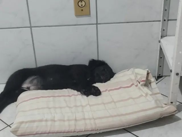 Filhote para adoção. - Foto 5