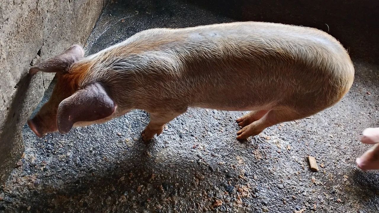 Porco - Foto 2