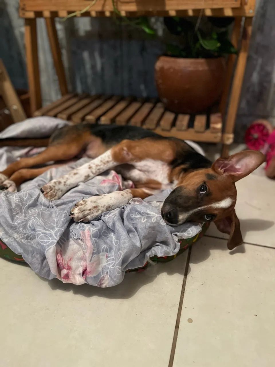 Adoção responsável  - Foto 3
