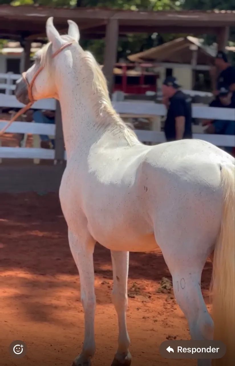 Cavalo garanhão a venda  - Foto 3