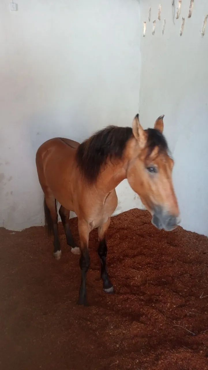 Cavalos  - Foto 3