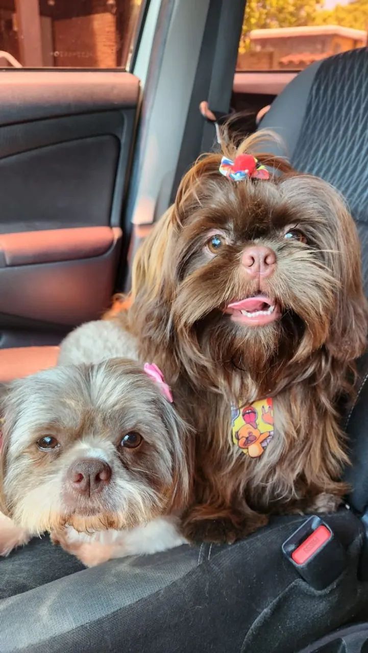Filhotes de shitzu (Pais com pedigree) - Foto 5