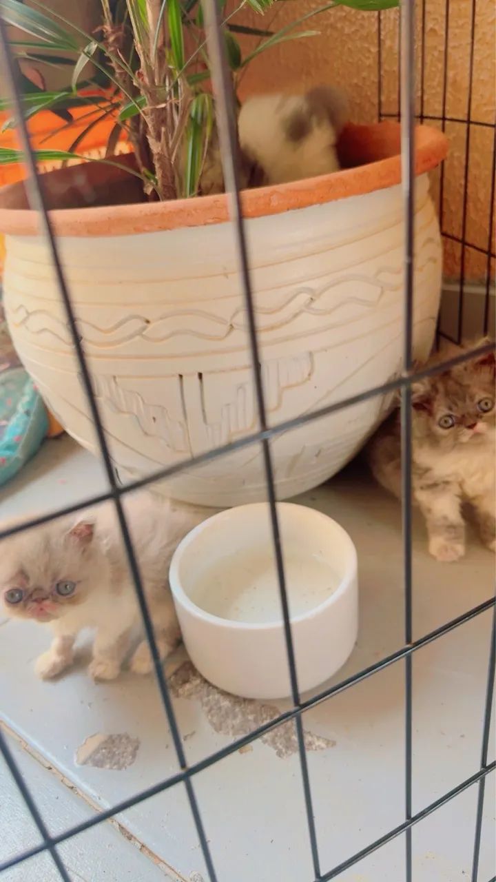 Filhotes de Gato Persa - Padrão Show Disponíveis! - Foto 4