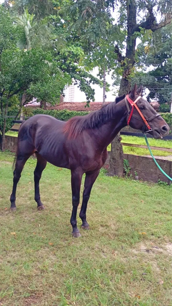 Cavalo Puro Sangue Inglês (PSI)  - Foto 2
