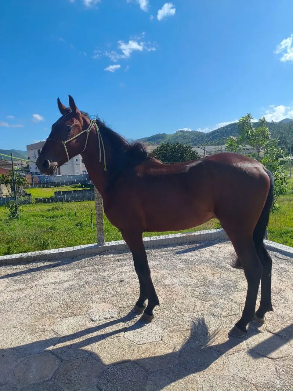 Cavalo American Trother  - Foto 6