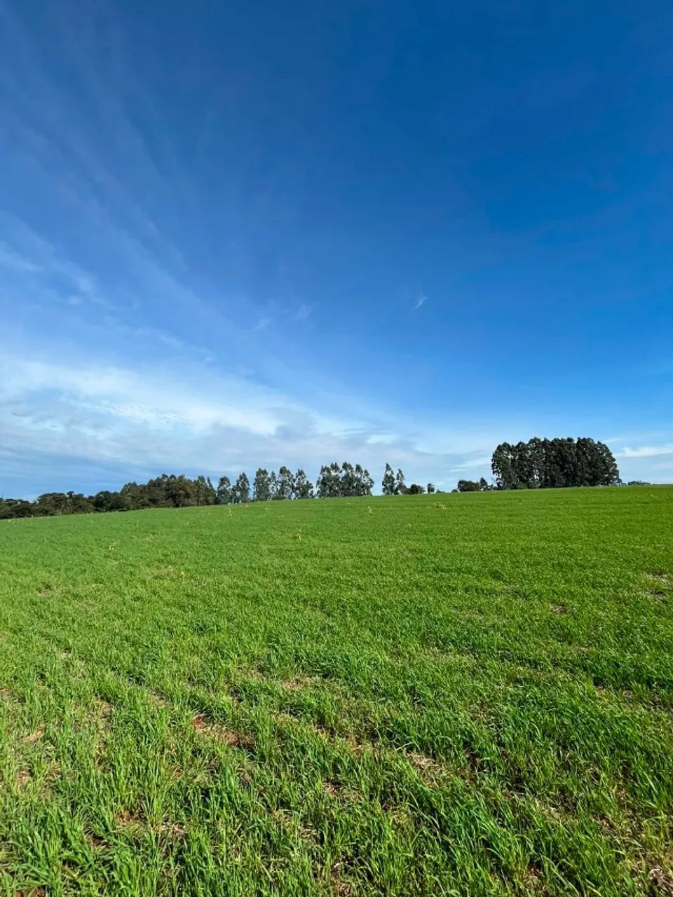 Área de 10,5 alqueires a 02 km da br 277 - Foto 4