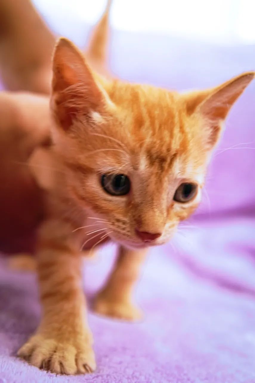 Gatos para adoção  - Foto 4