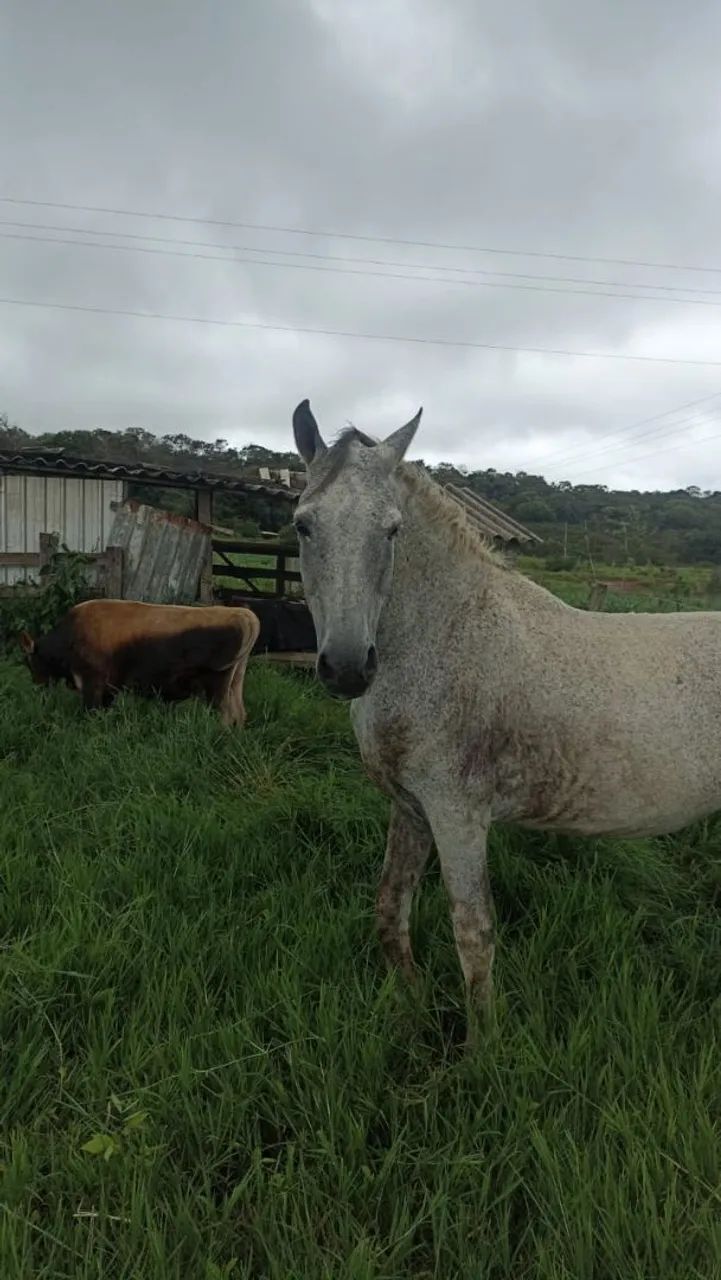 Manga larga marchador