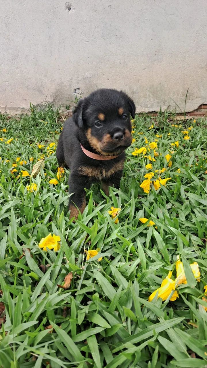 Rottweiler fêmea  - Foto 3