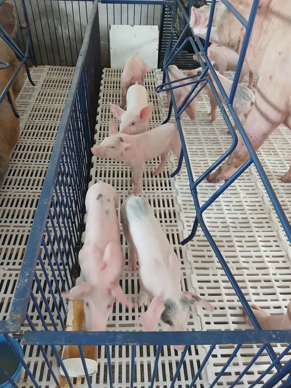 Leitões a venda  - Foto 3