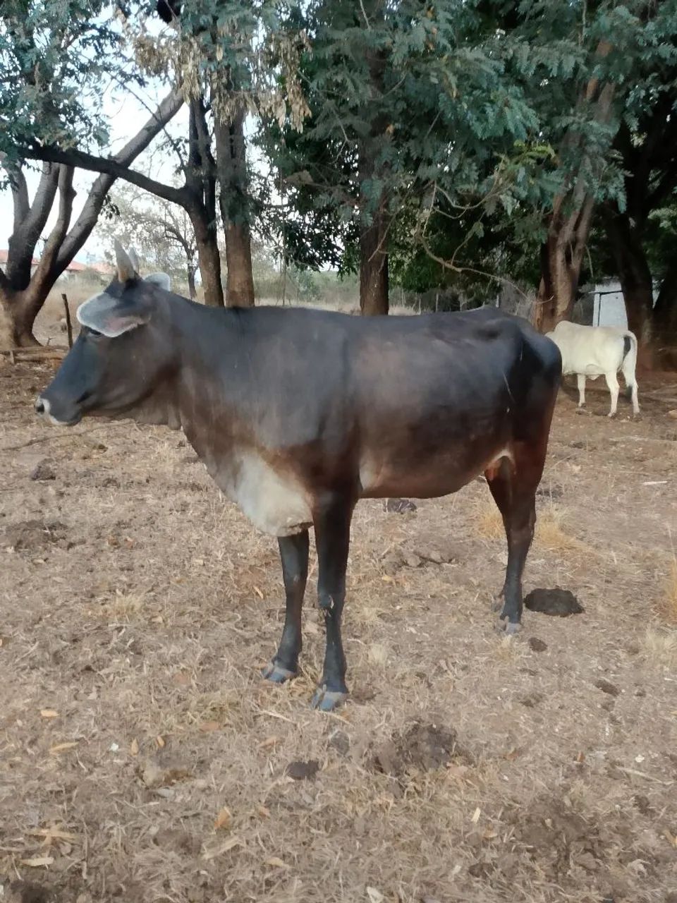 Vaca e novilha 