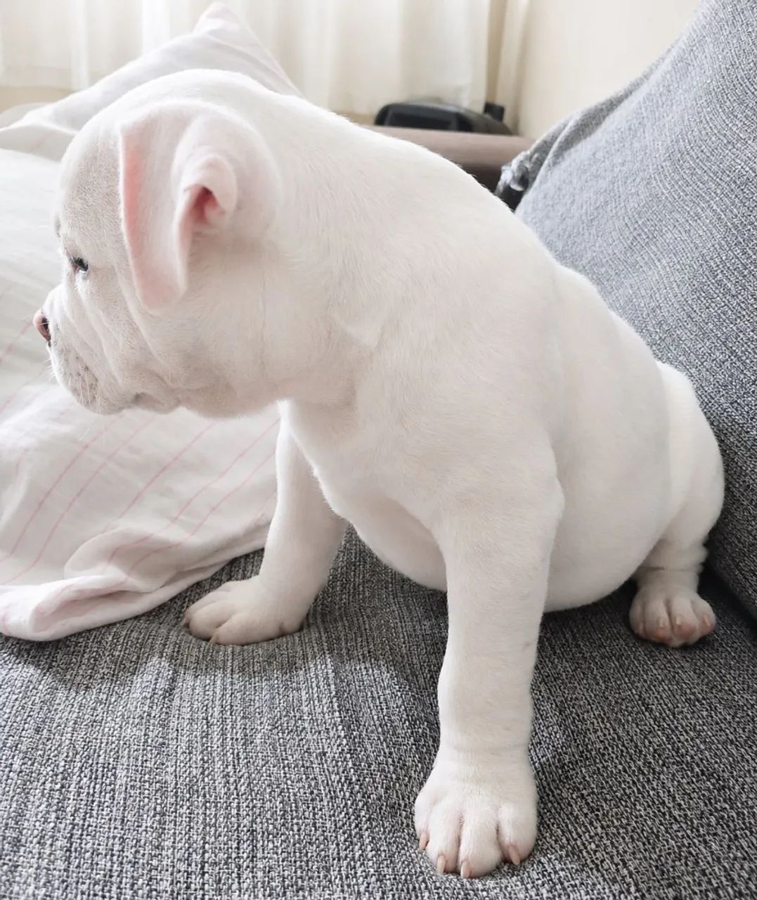AMERICAN BULLY MACHO POCKET  - Foto 3