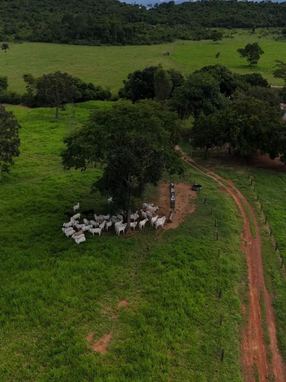 Terra para gado  - Foto 4