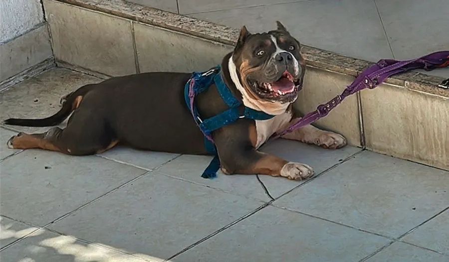 American bully tri blue macho - Foto 3