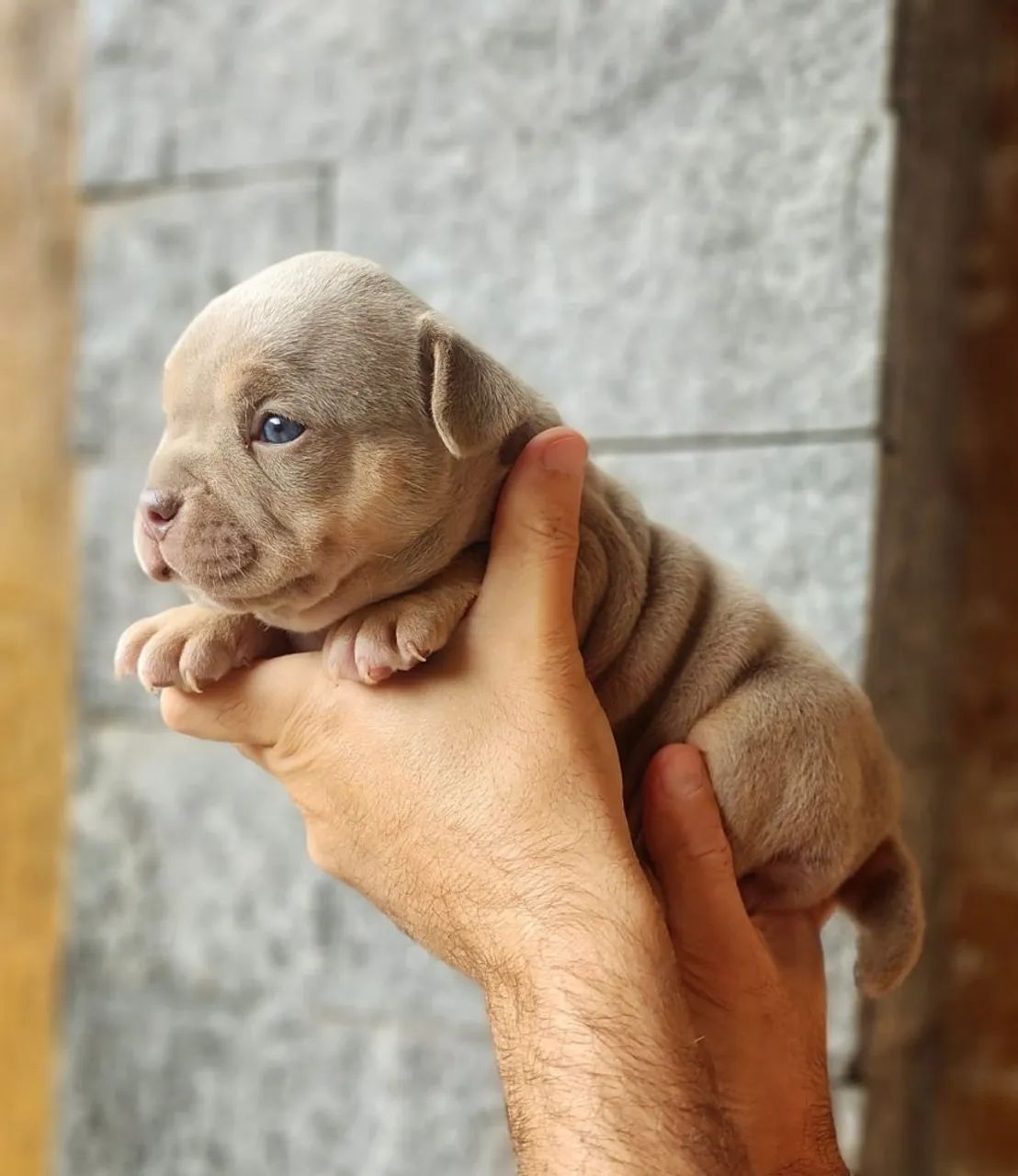 American Bully  - Foto 3