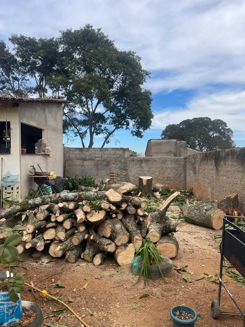 Serviço de jardinagem em geral  - Foto 5