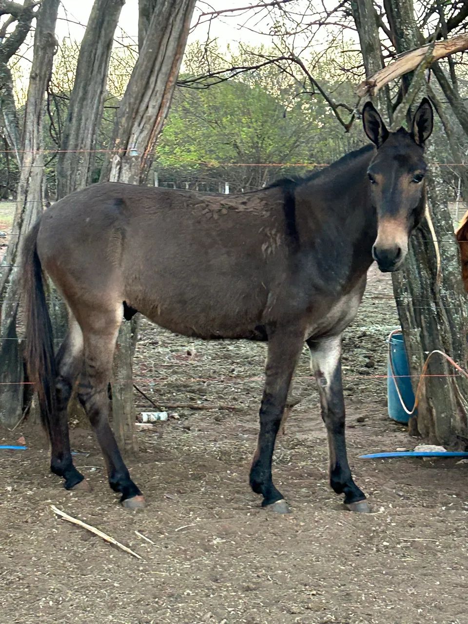 Burro bom de cela - Foto 2