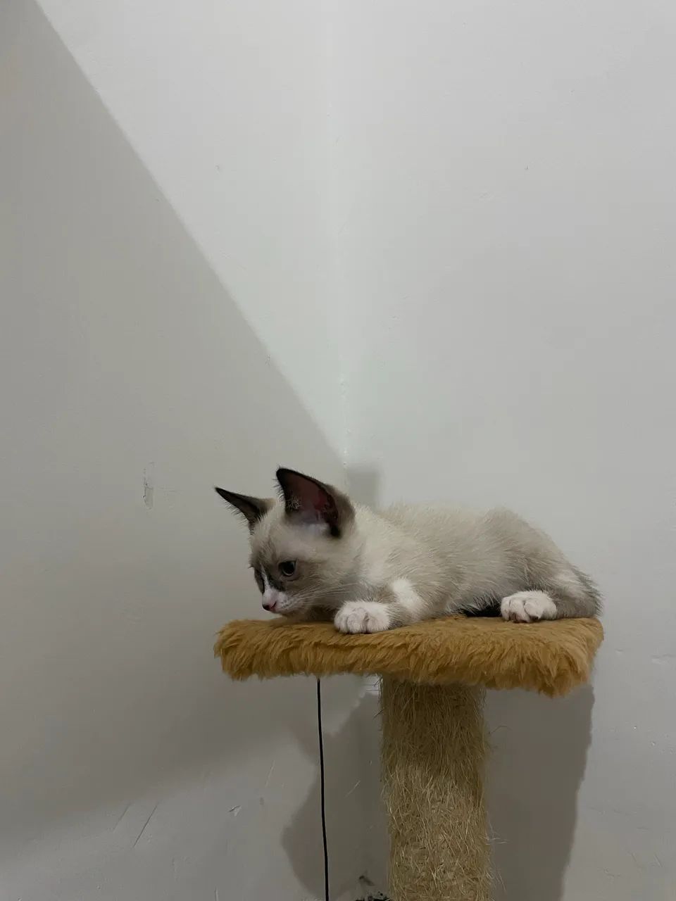 Gatinhos para adoção  - Foto 2
