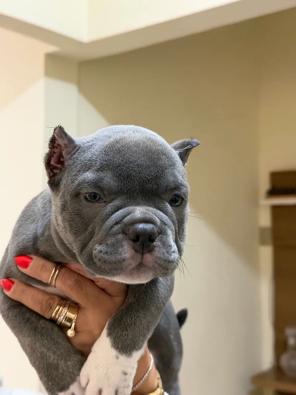 American Bully Micro  - Foto 2