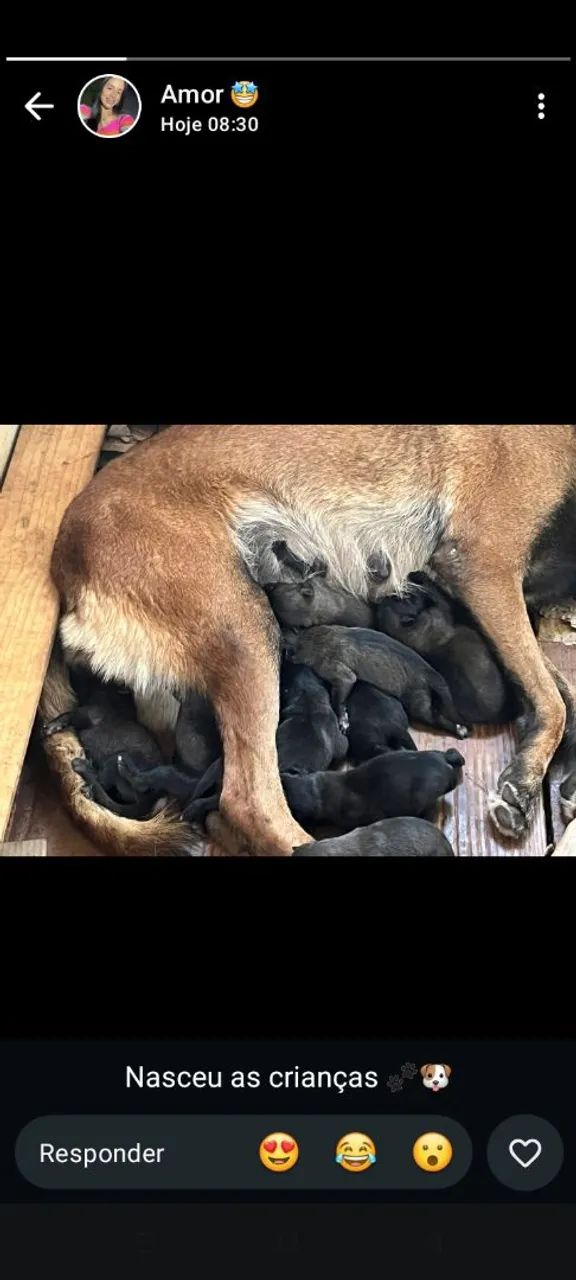 Pastor Belga Malinois  - Foto 5