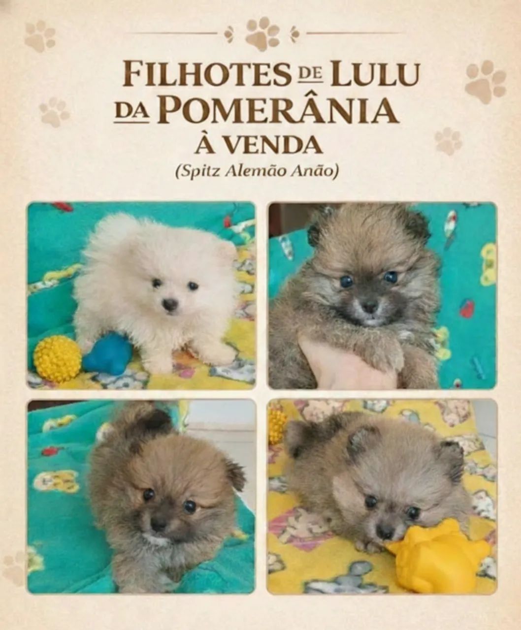 Filhotes de Lulu da Pomerânia - 60 dias, vacinados, criação familiar