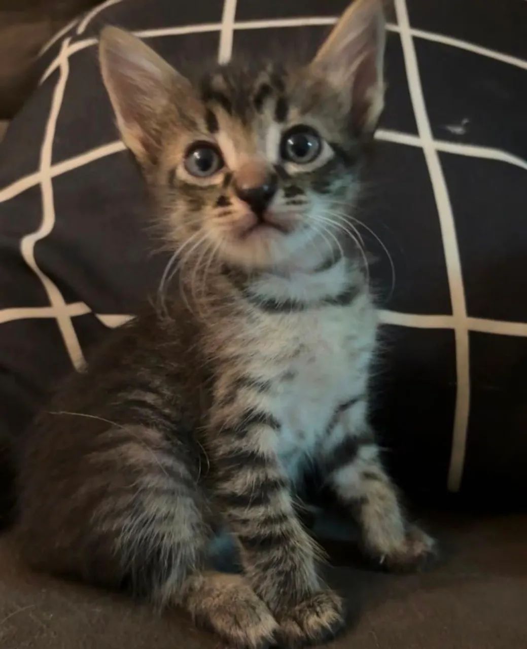 Gatinho para adoção 