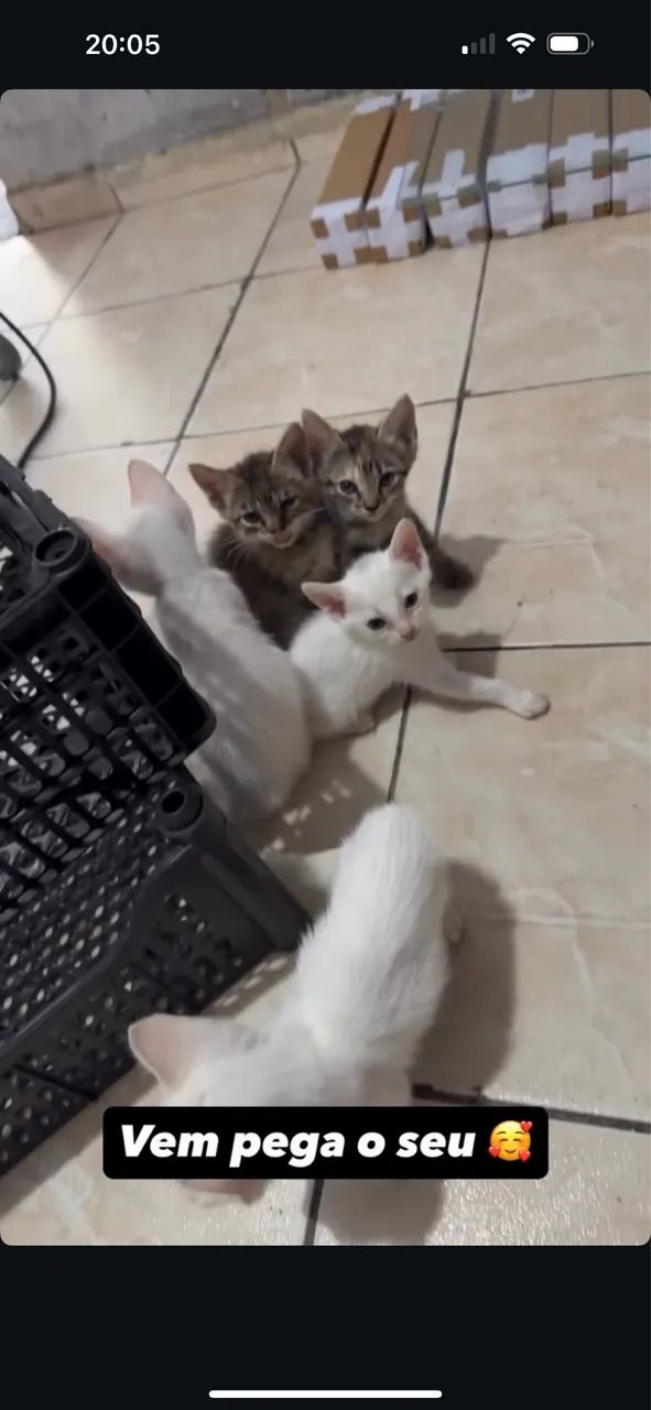 Doação gato - Foto 2