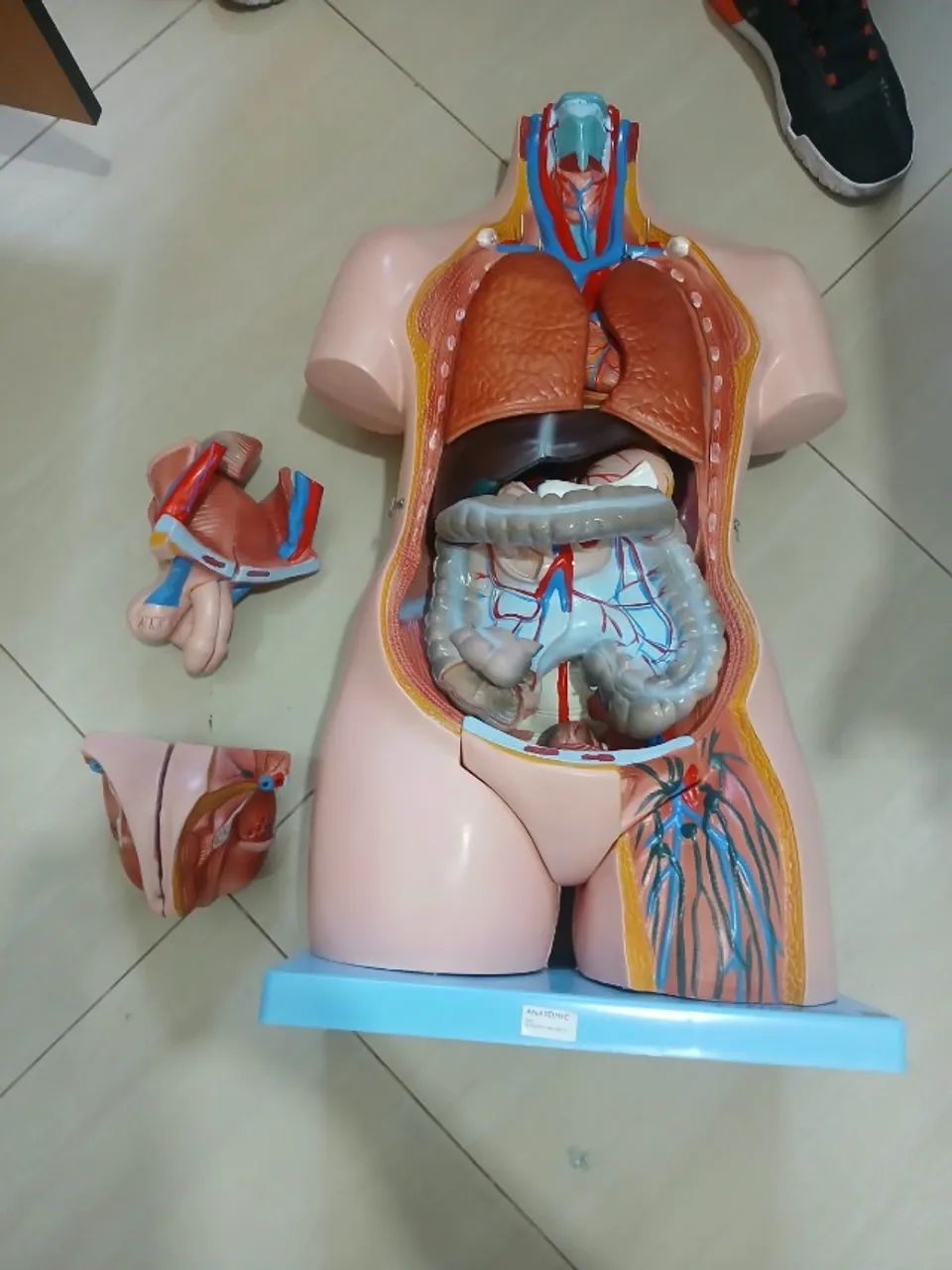 Modelo Anatômico Torso Humano Bissexual 85cm Anatomic (Desmontável)  - Foto 5
