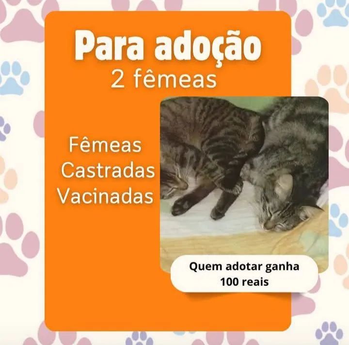 Doação de gatas- recompensa de 100 reais 