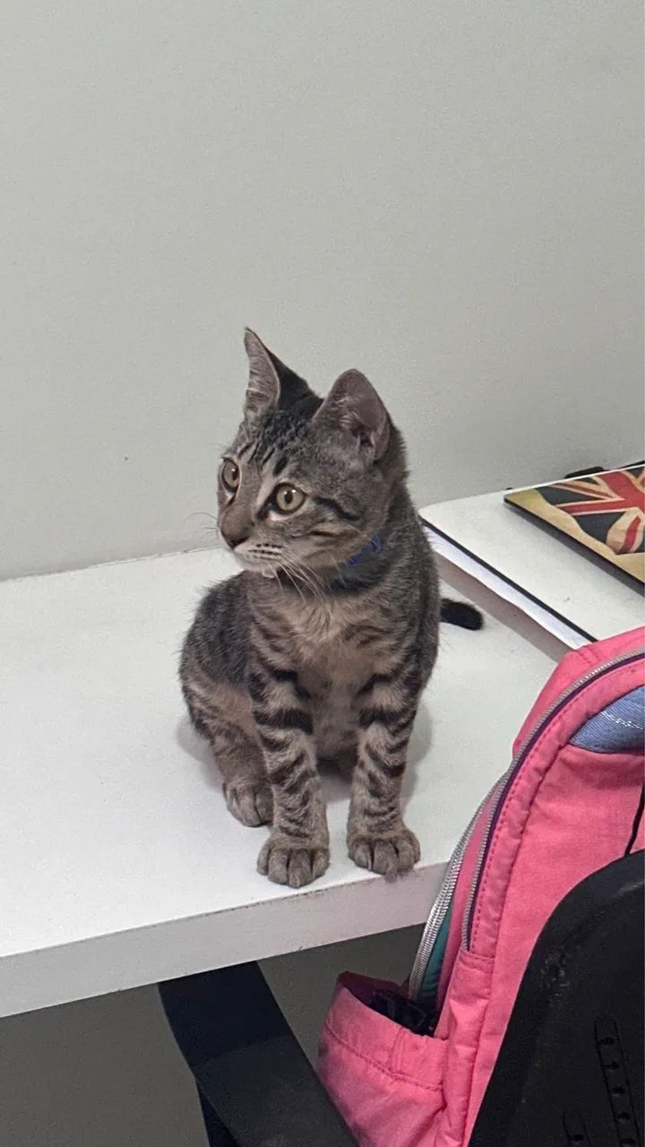 Gato para adoção  - Foto 2