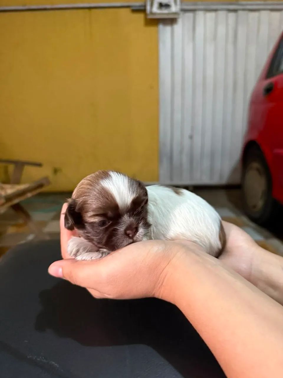 Shitzu miniatura figada  - Foto 2