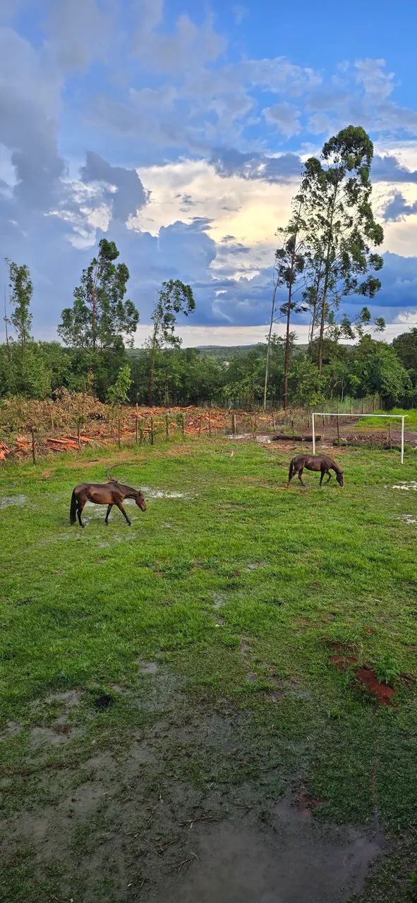 ÉGUA MANGALARGA MARCHADOR  - Foto 3