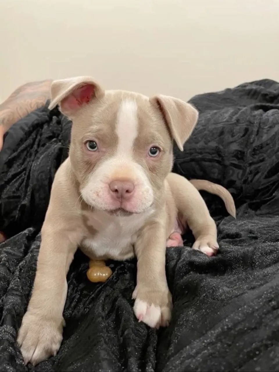 Pit bull