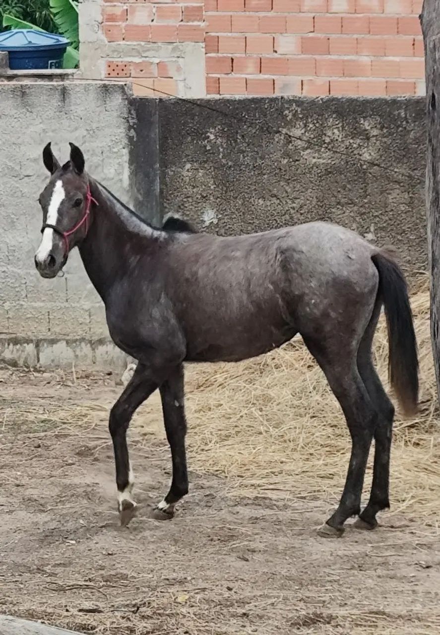 Potra registrada - Foto 2