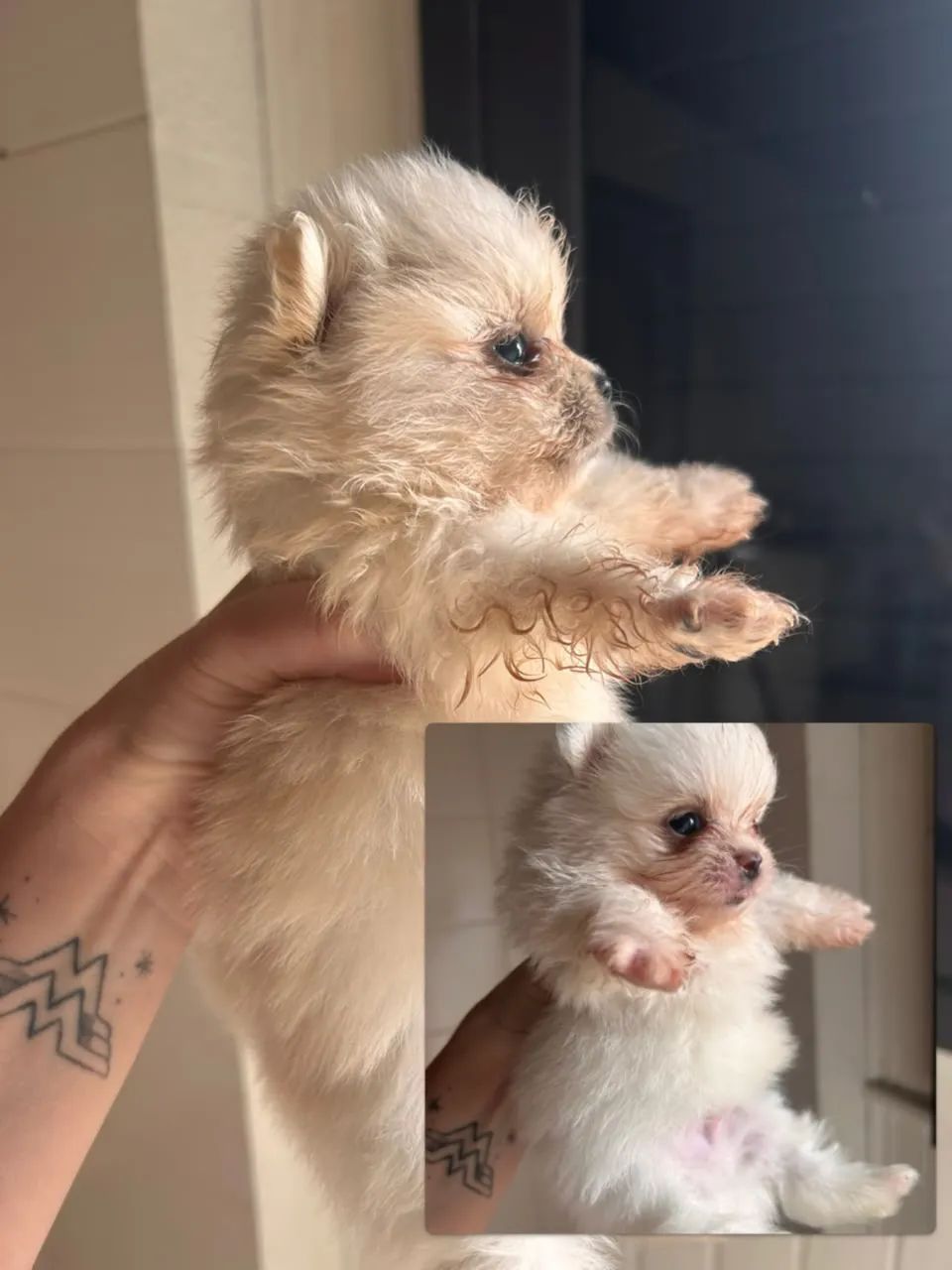 Lulu da pomerania  - Foto 3