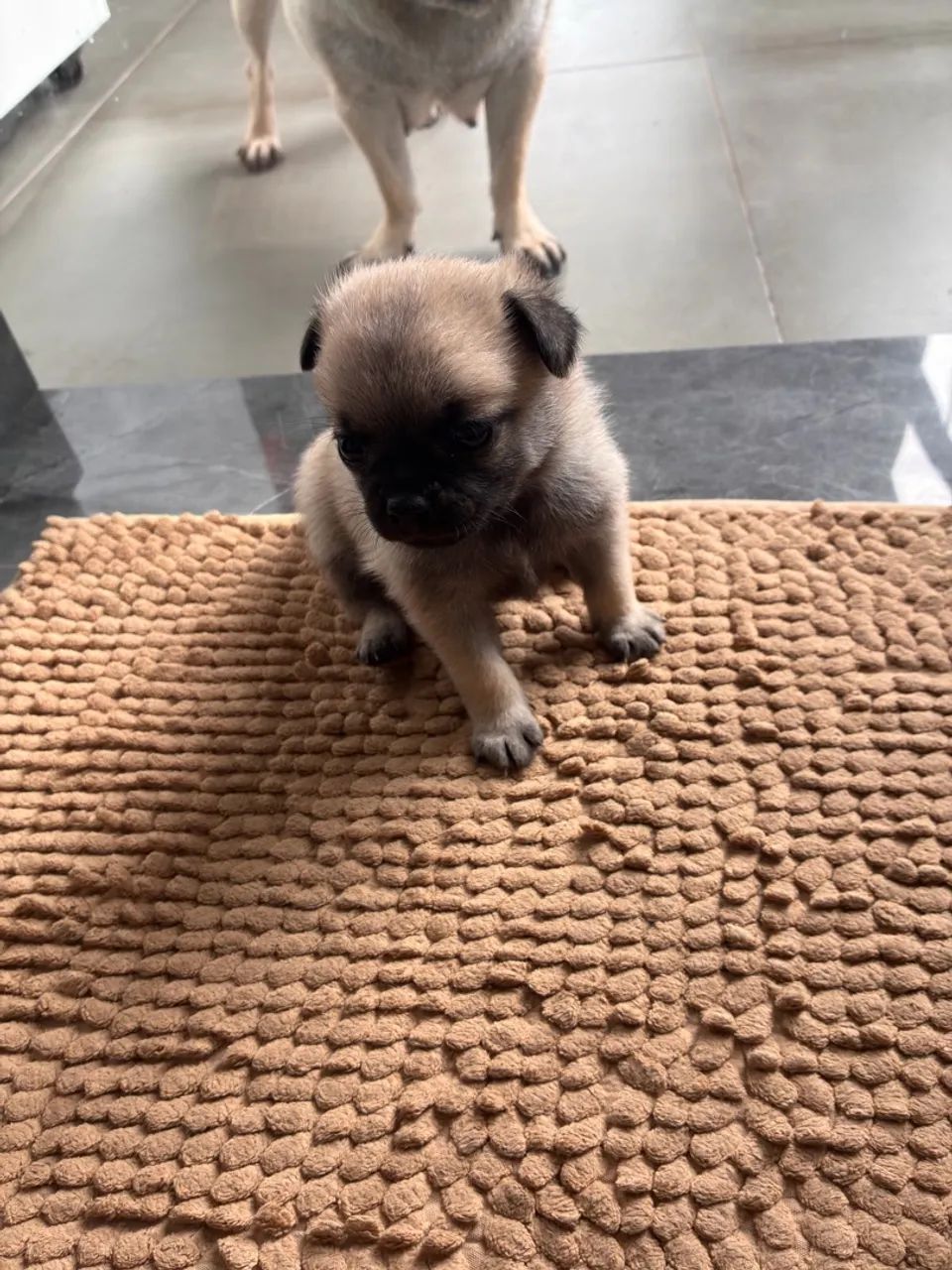 Filhote de pug  - Foto 3