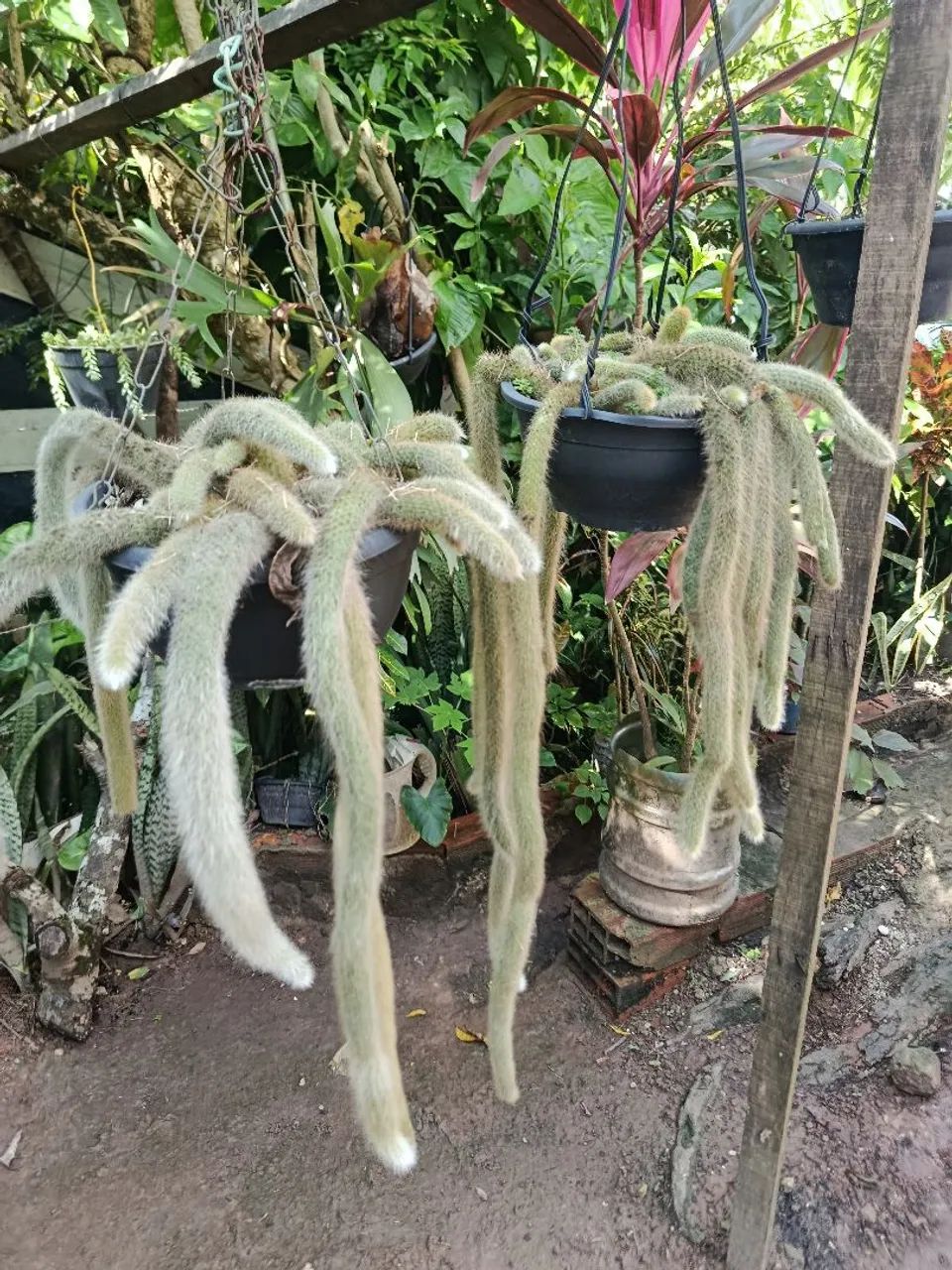 Rabo de macaco  - Foto 4