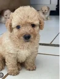 poodle é brincalhão.