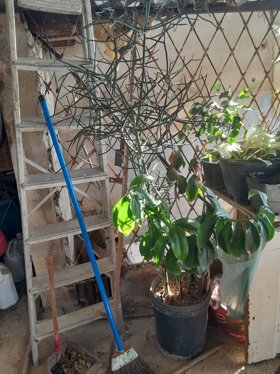 Plantas já pegadas