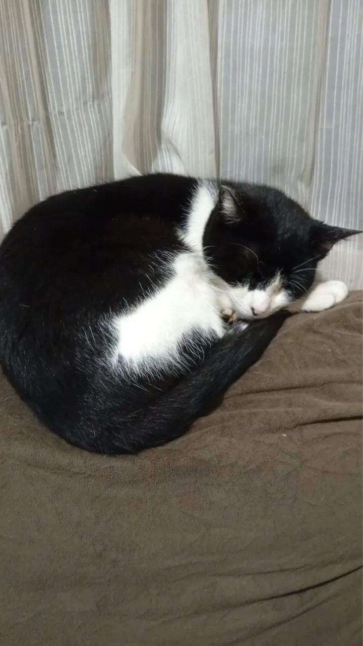 Doação gata - Foto 2