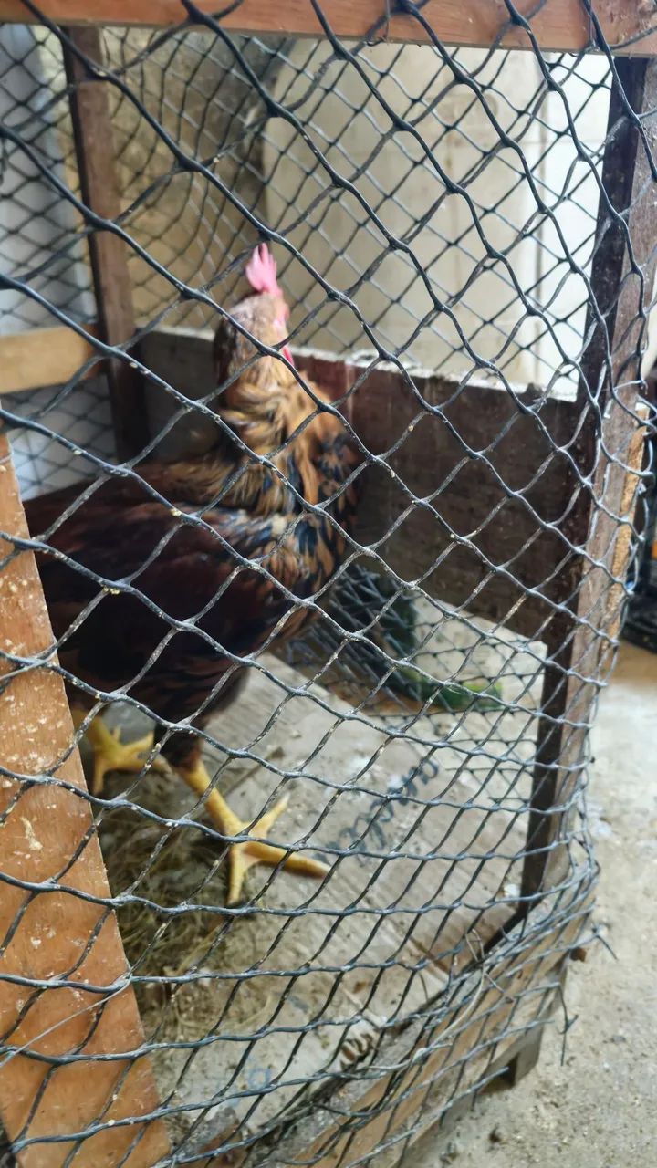 Frango  - Foto 2
